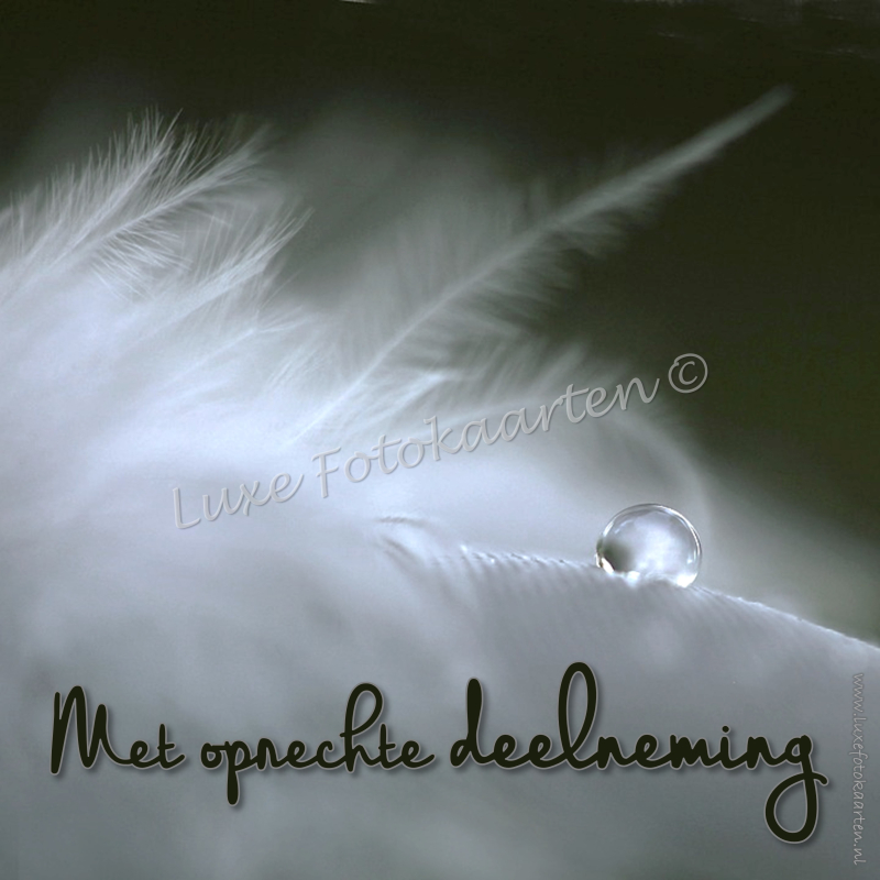 Oprechte Deelneming - Veer